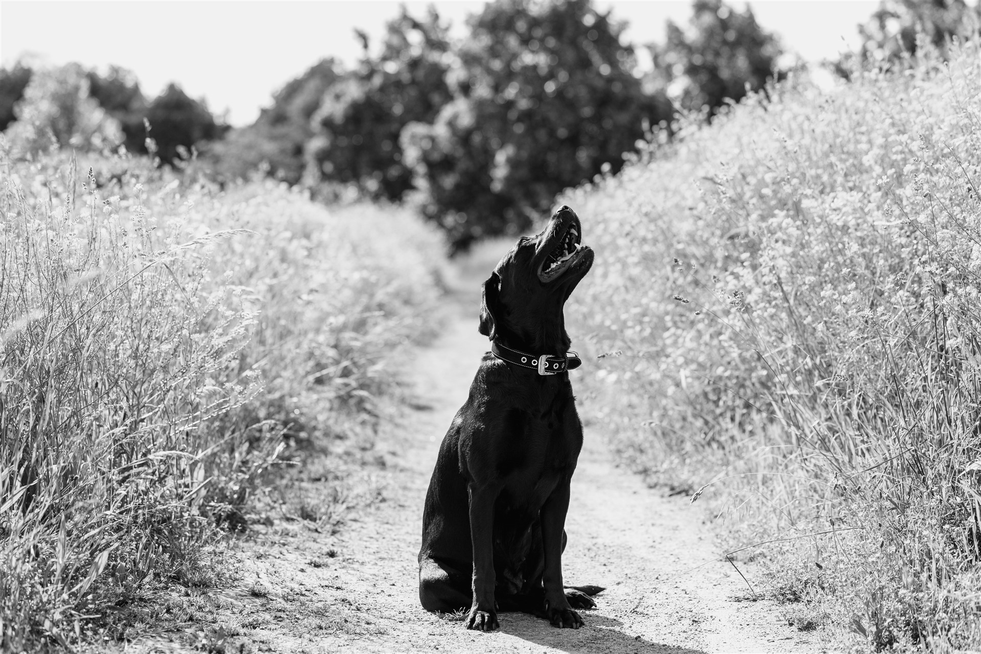 Familienfotoshooting im Frühling - Fotoshooting mit Hund - Fotografin Nicole.Gallery aus Basel