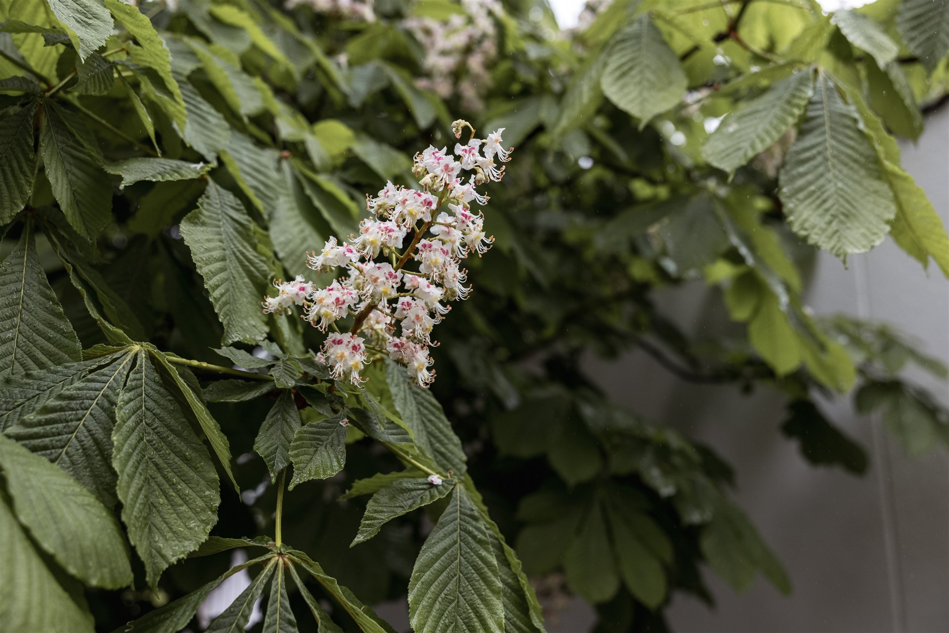 Lüscherhaus in Riehen - Blumen - Hochzeitsfotograf Basel Schweiz