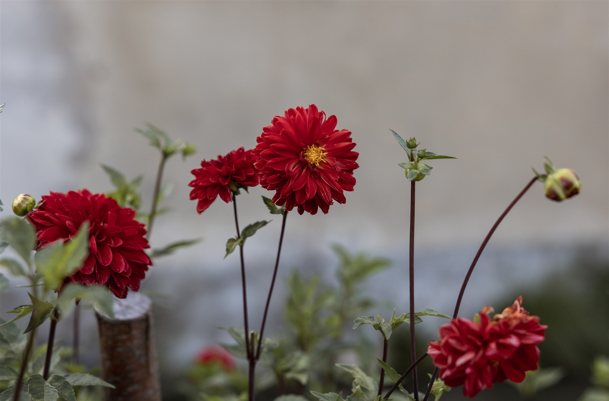 Hochzeit in den Merian Gärten - Blumen - Hochzeitsfotograf Basel Schweiz